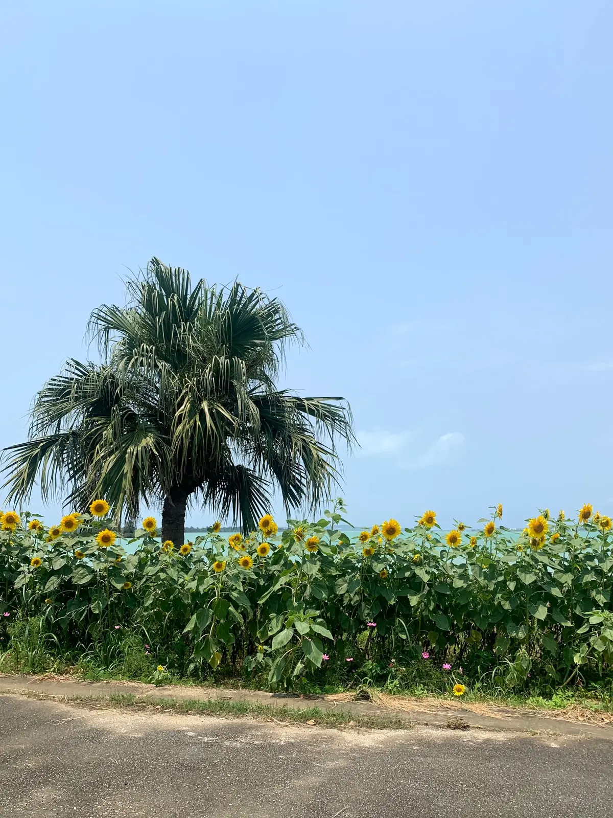 宮古島旅行おすすめ観光スポット7選！ウミの画像_18