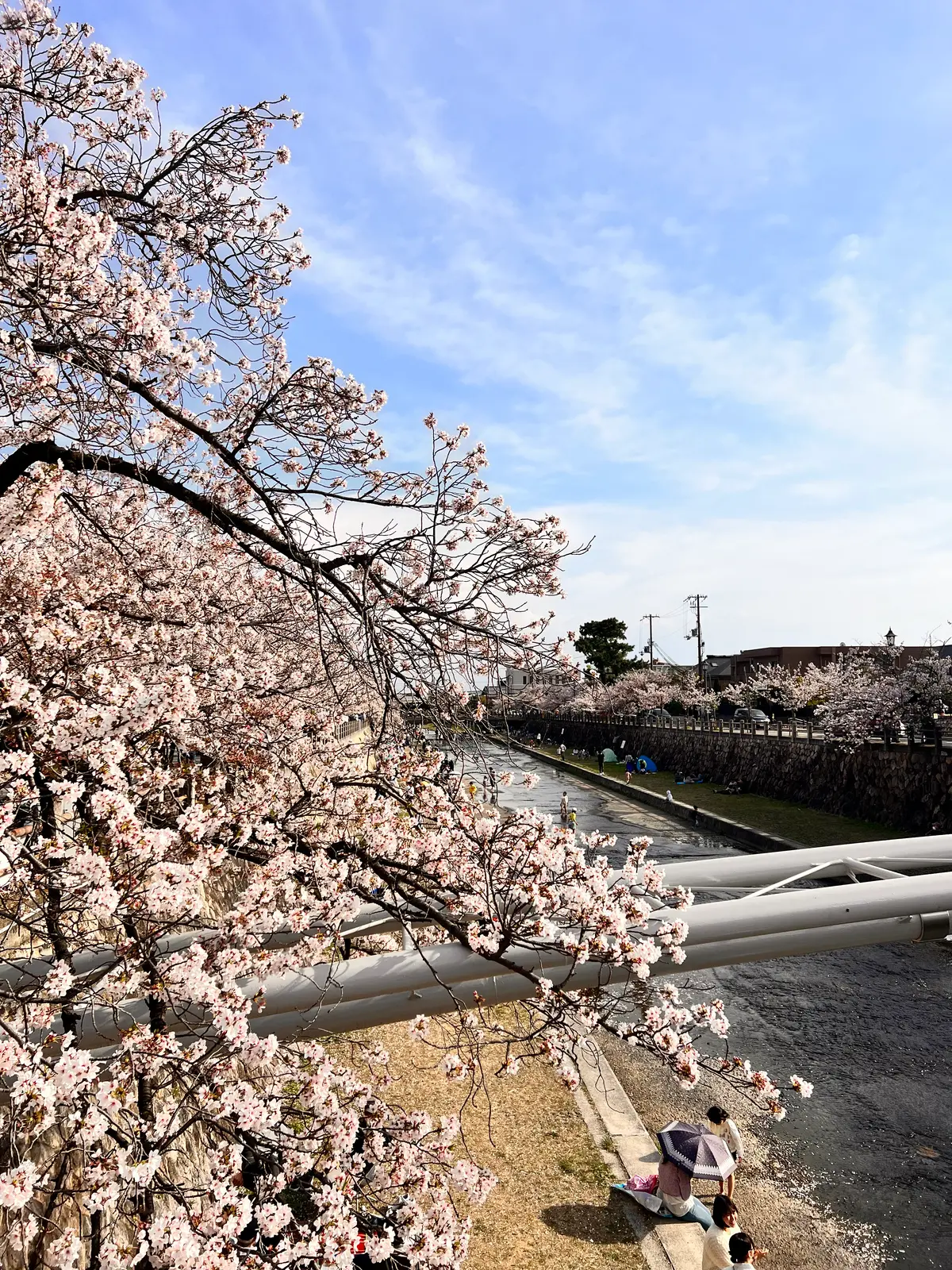 【兵庫県芦屋市】久しぶりに開催のさくらまの画像_1