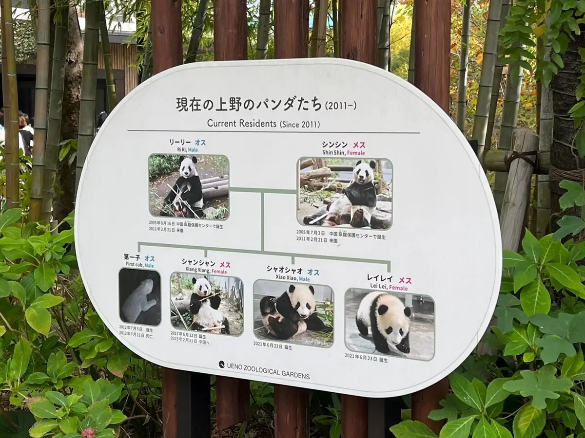 現在の上野のパンダたち　上野動物園