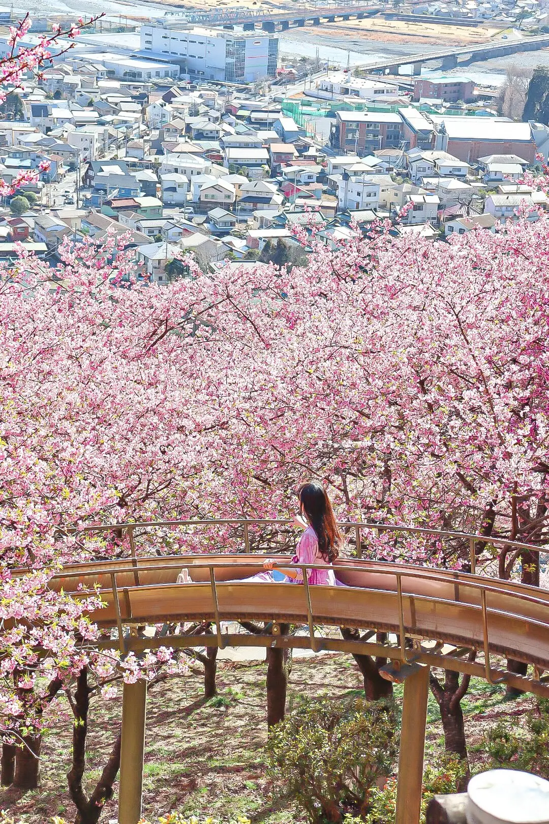 【河津桜×梅×菜の花】都心から日帰りで行の画像_2