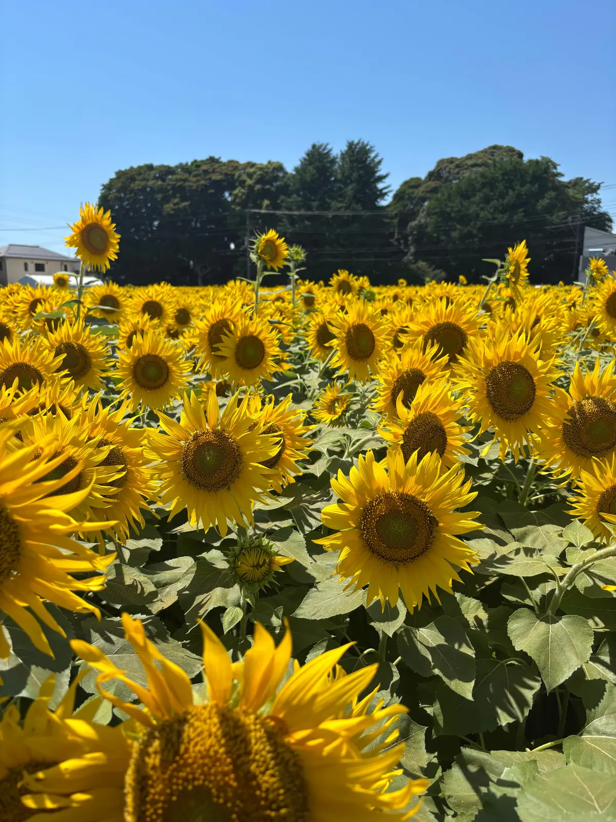【千葉県/習志野】2025年7月18日よの画像_1