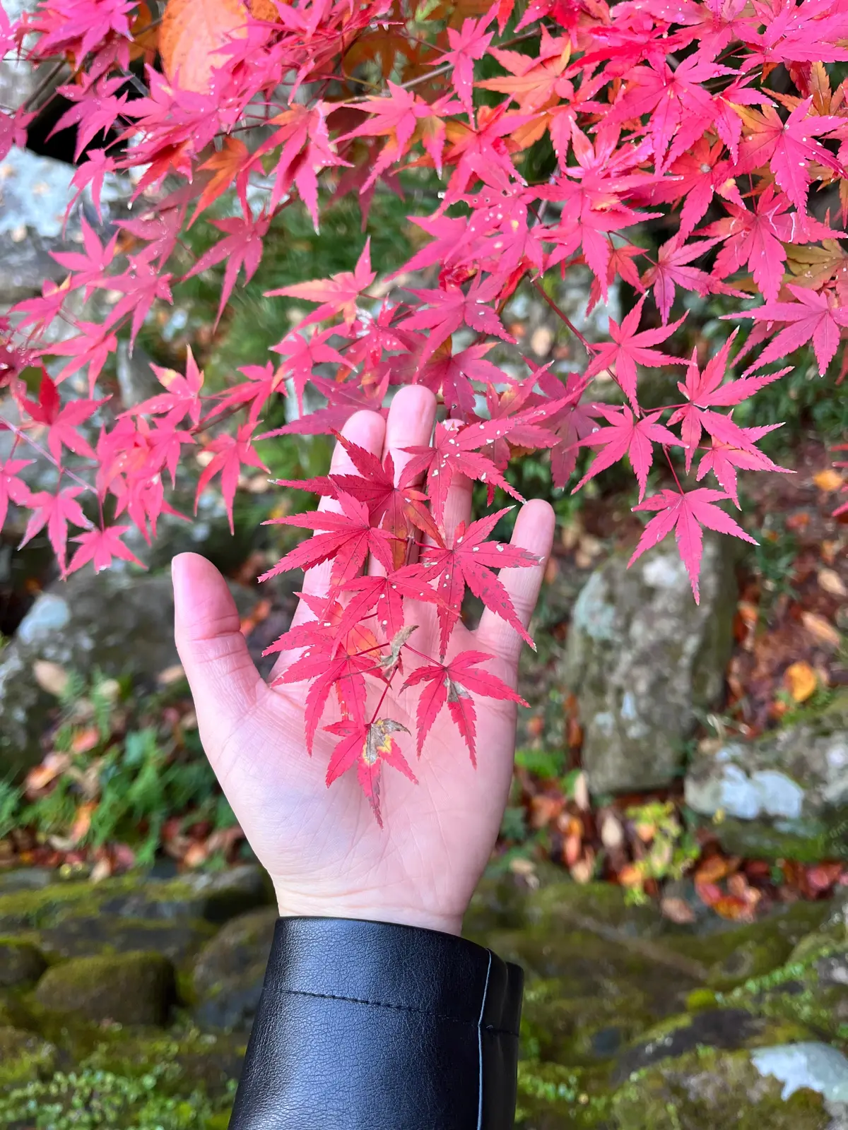 【和歌山】まだ間に合う!週末に行きたい絶の画像_3