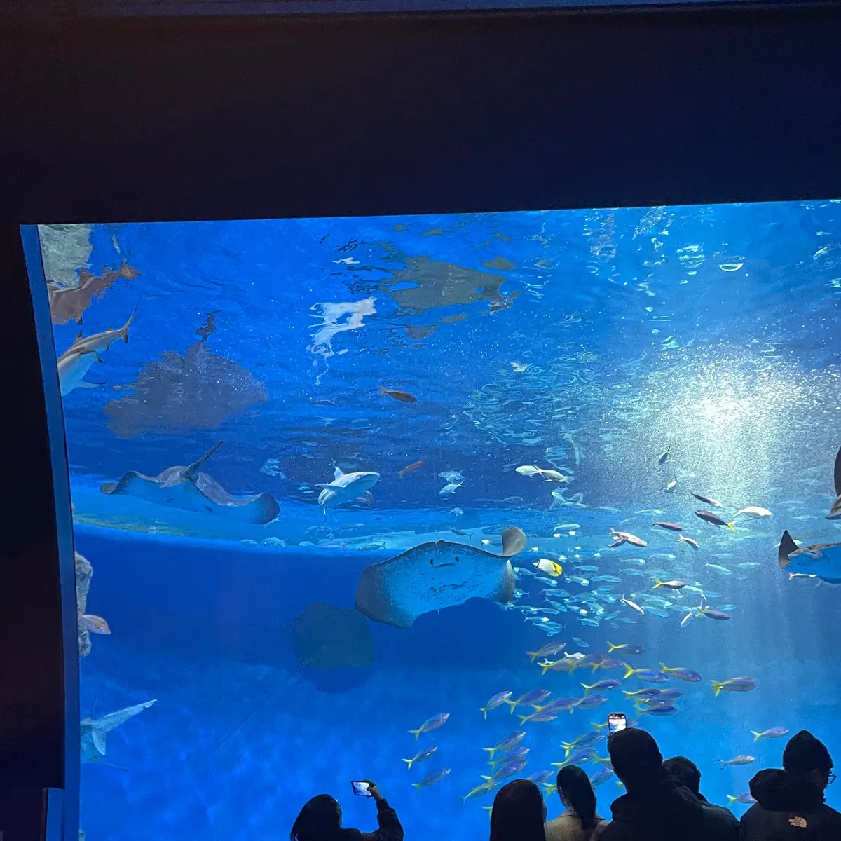 念願のSUMA SEA WORLD へ！の画像_1