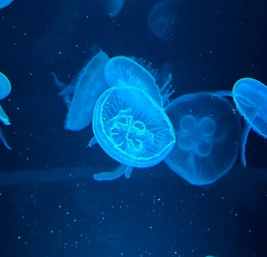 京都｜【昨日生まれたの！？】生後1日のクの画像_5