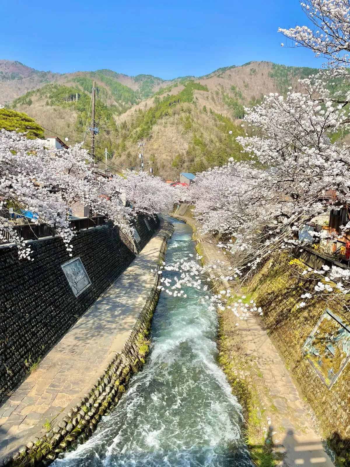 岐阜 飛騨にある可愛らしい外観とアットホームな店内が魅力な喫茶店「アメリカンベーカリー」近くの桜