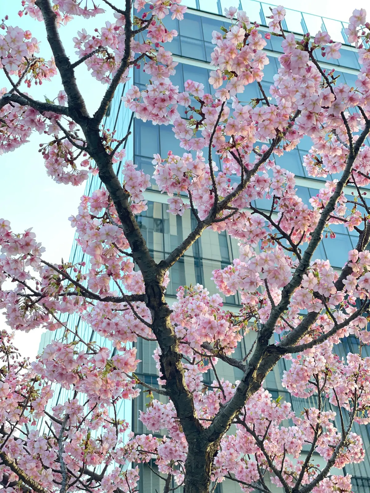 河津桜　みなとみらい　横浜