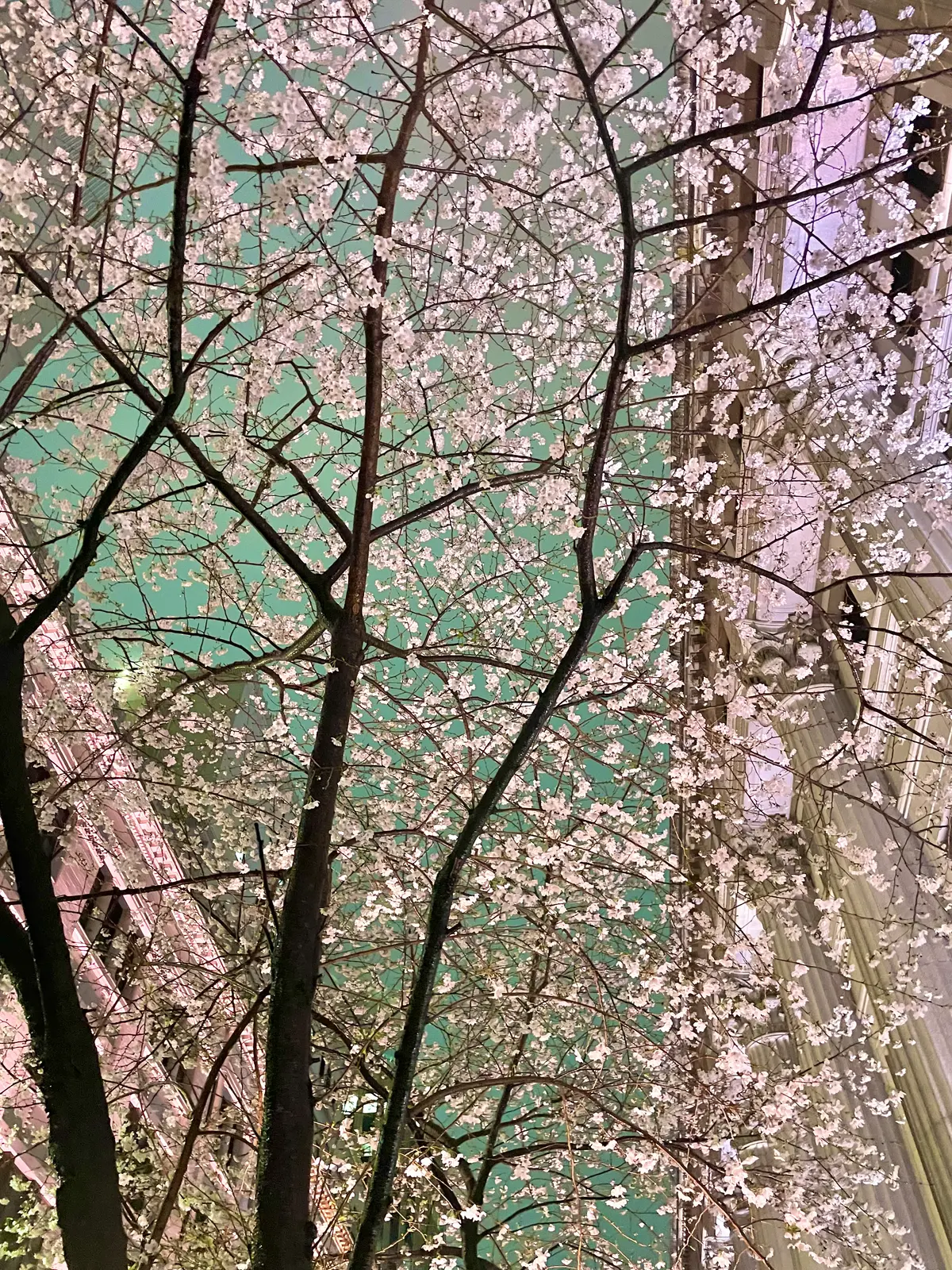 雨でも幻想的な桜を眺められるお花見穴場スポット「江戸桜通り」