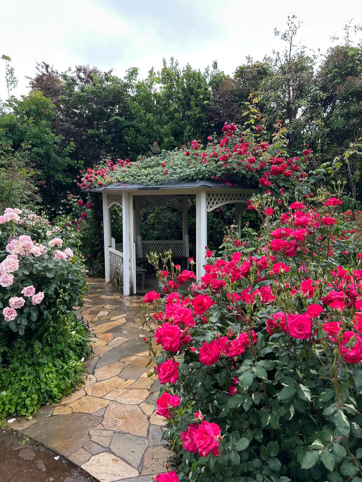 最盛期！横浜イングリッシュガーデンで満開の画像_4