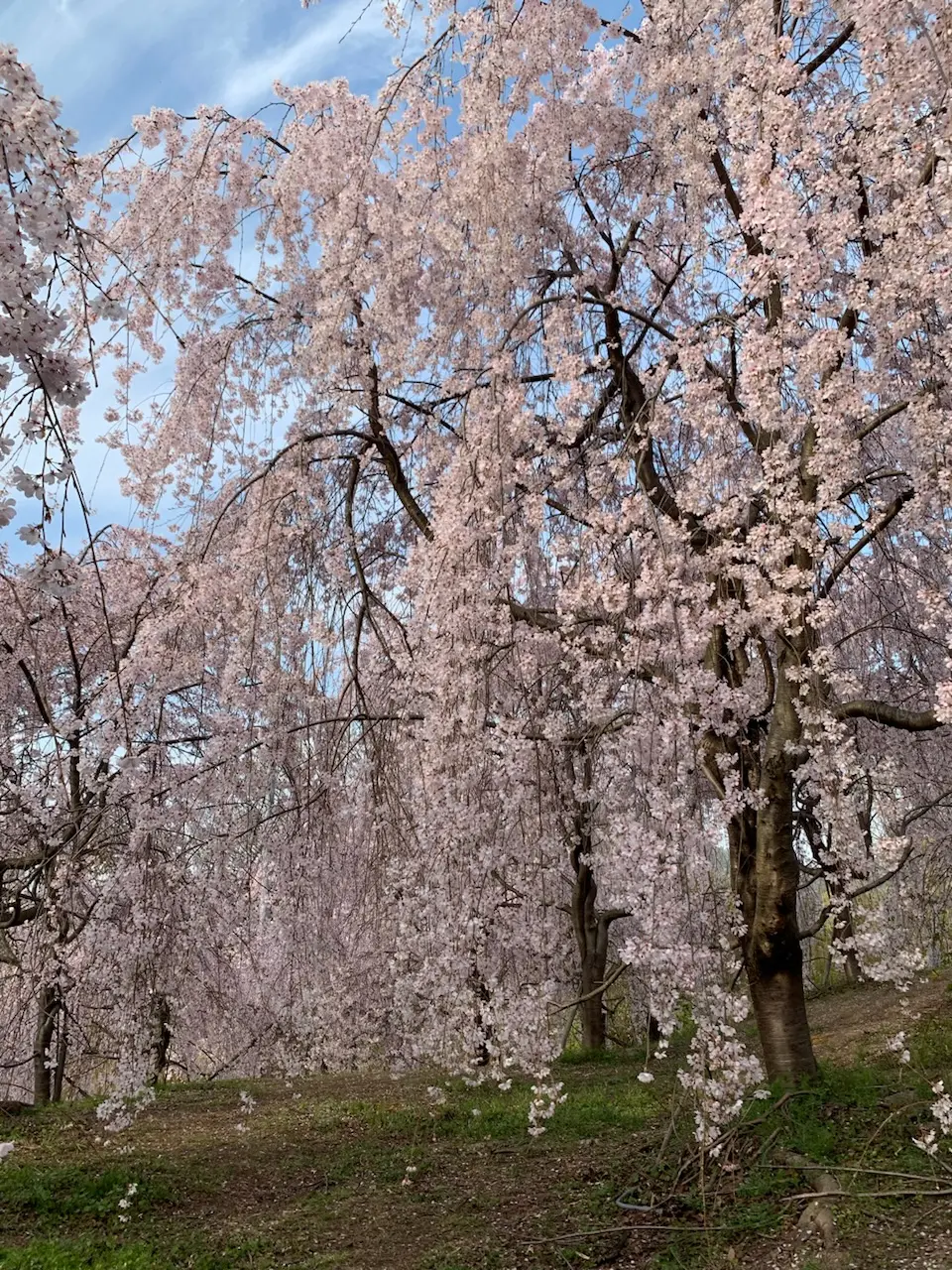 続！！【地元民でも知らない？！穴場花見スの画像_5