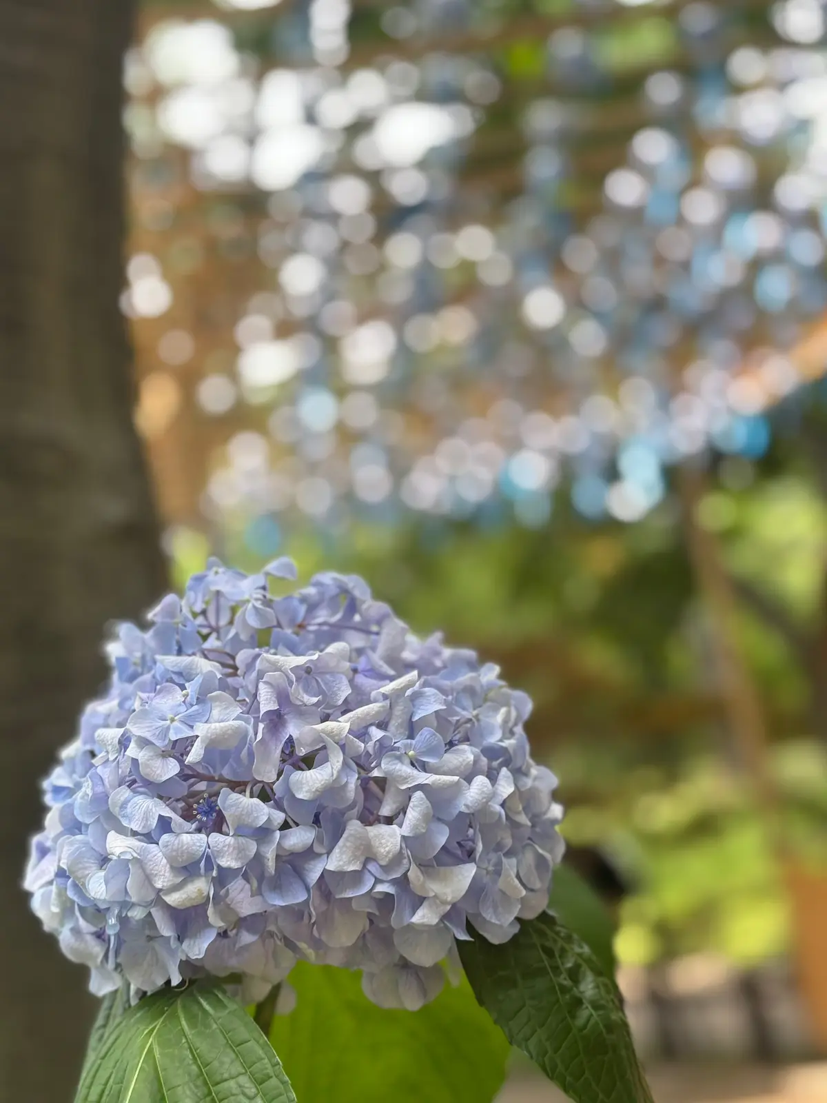 【映えスポットあり！】1万株のあじさいがの画像_5