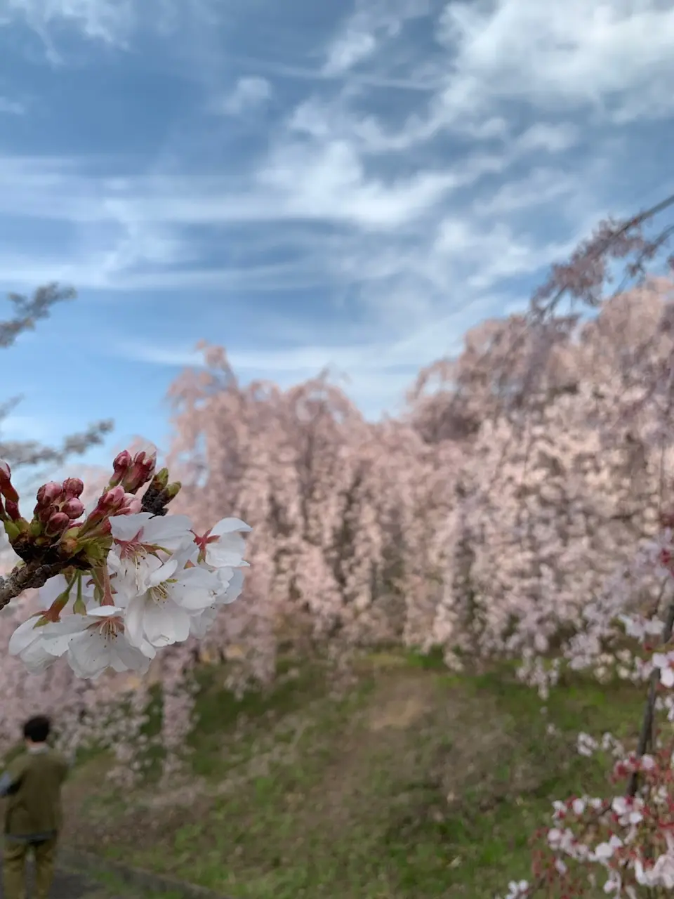 【地元民でも知らない？！穴場花見スポットの画像_4