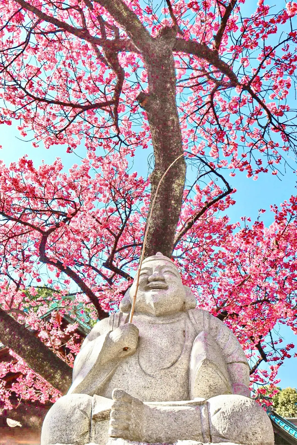 【ご利益あり⁉︎】既に桜が見頃！東京のパの画像_4