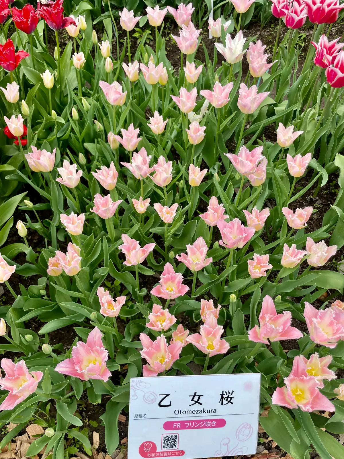【富山】期間限定！チューリップが咲き誇るの画像_9
