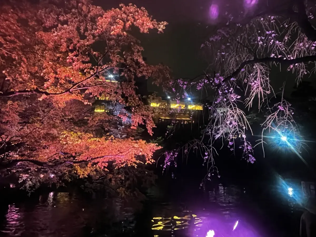 【八芳園ライトアップ】水面に移る夜桜にうの画像_2