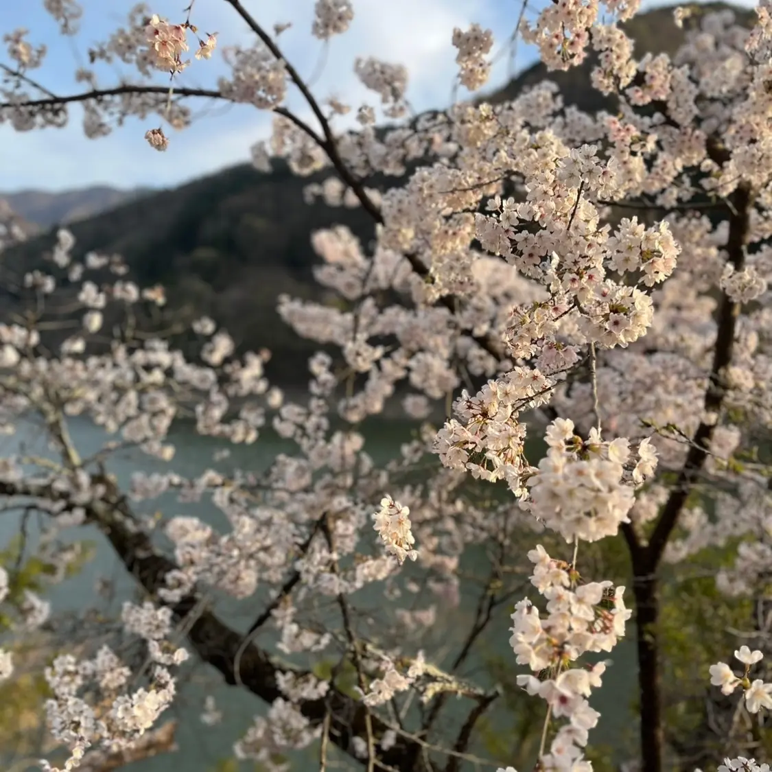 【奥多摩】まだ間に合う！東京の穴場桜スポの画像_5
