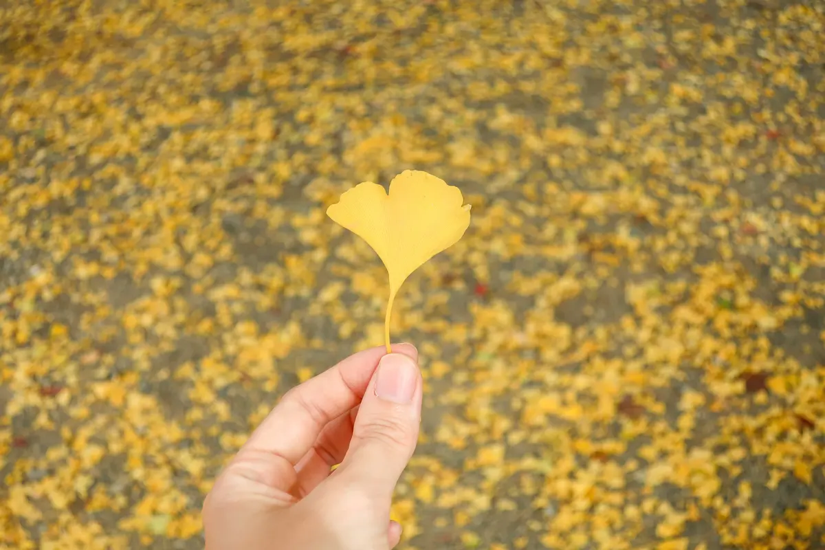 紅葉の銀杏