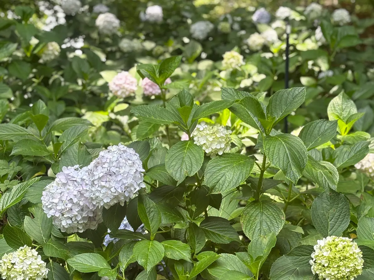 【映えスポットあり！】1万株のあじさいがの画像_1