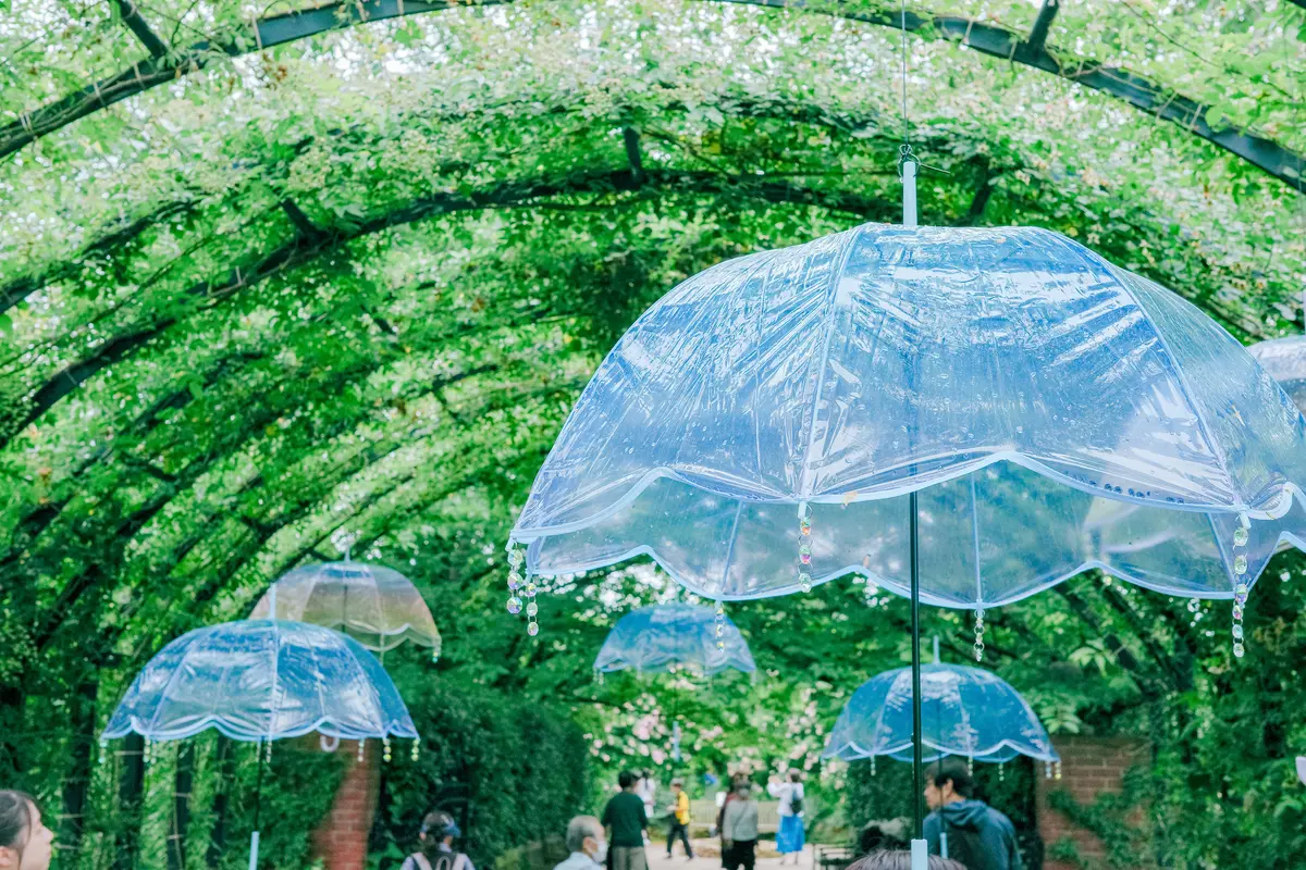【神奈川・横浜】紫陽花💠これからが見頃！の画像_2