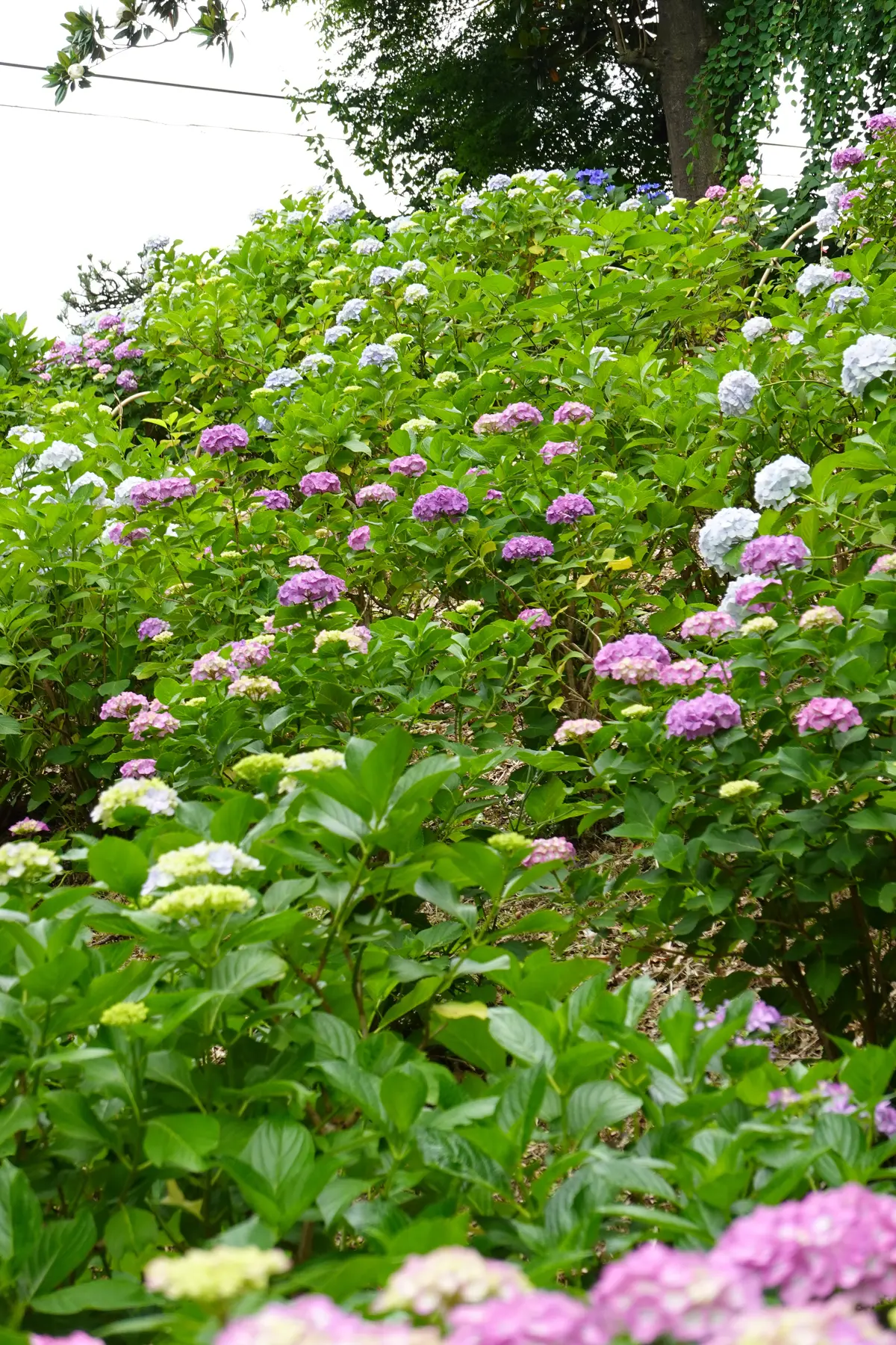 妙楽寺　紫陽花