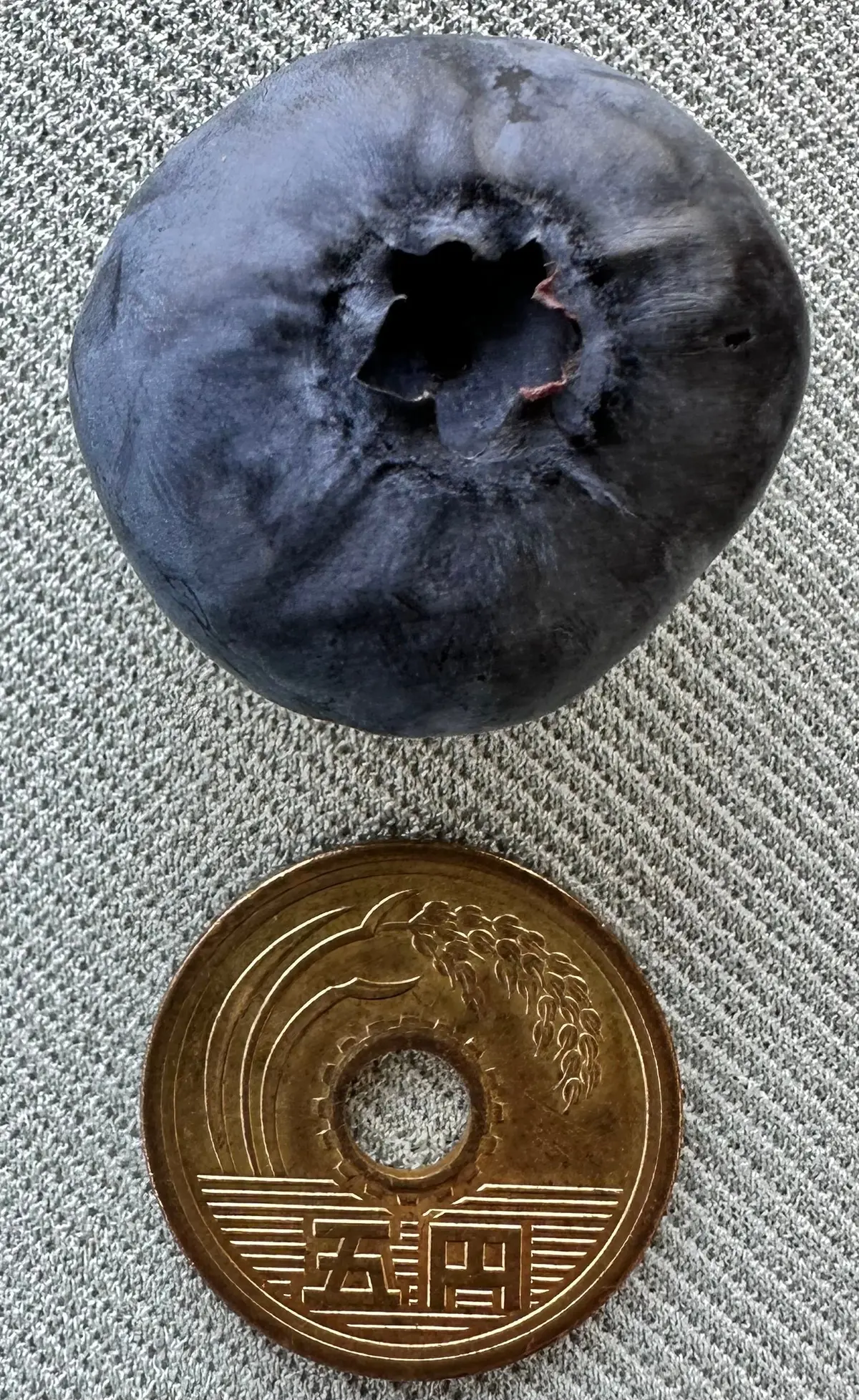 5円玉よりもブルーベリーのほうが大きい！😮