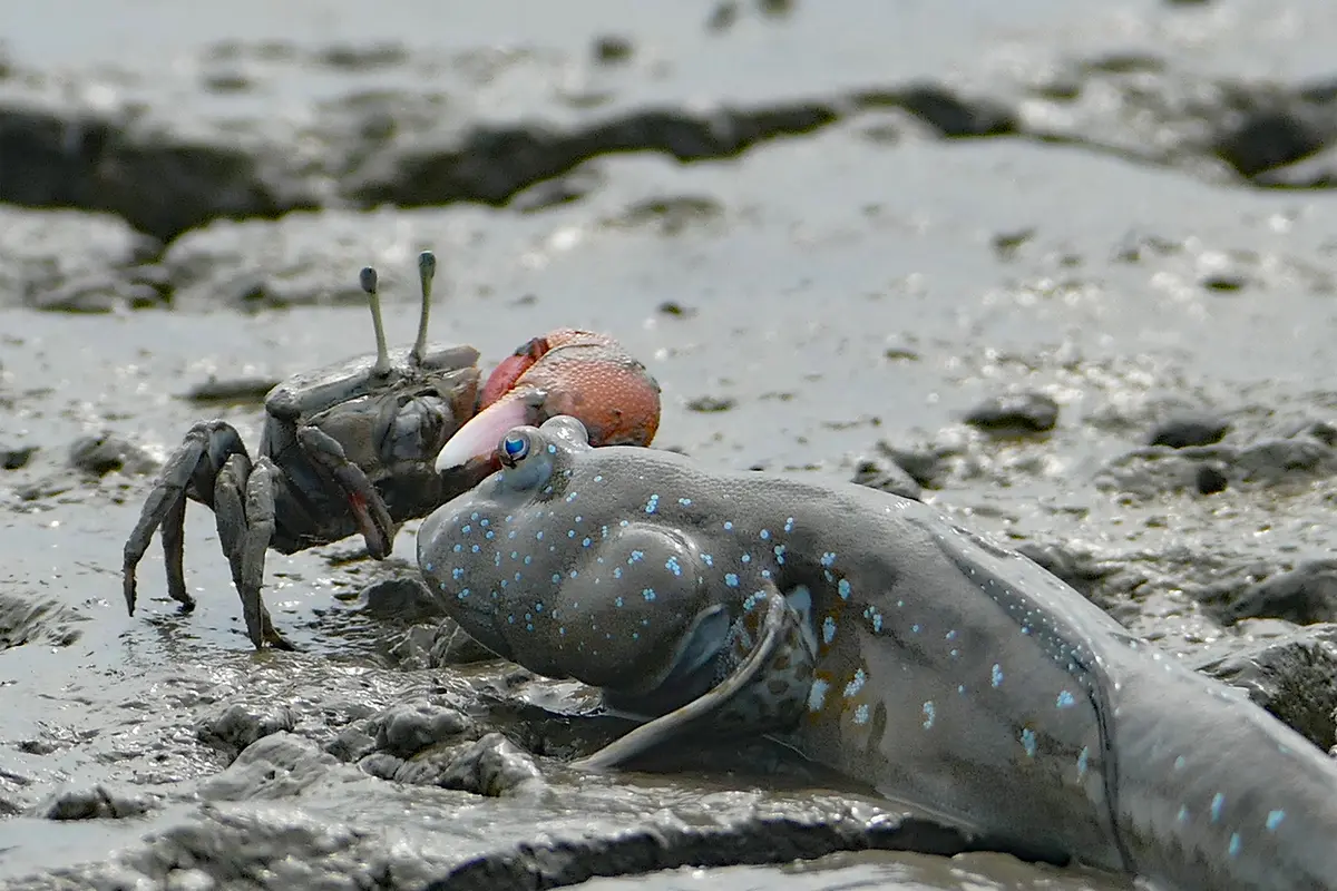佐賀県　鹿島市　有明海　干潟
