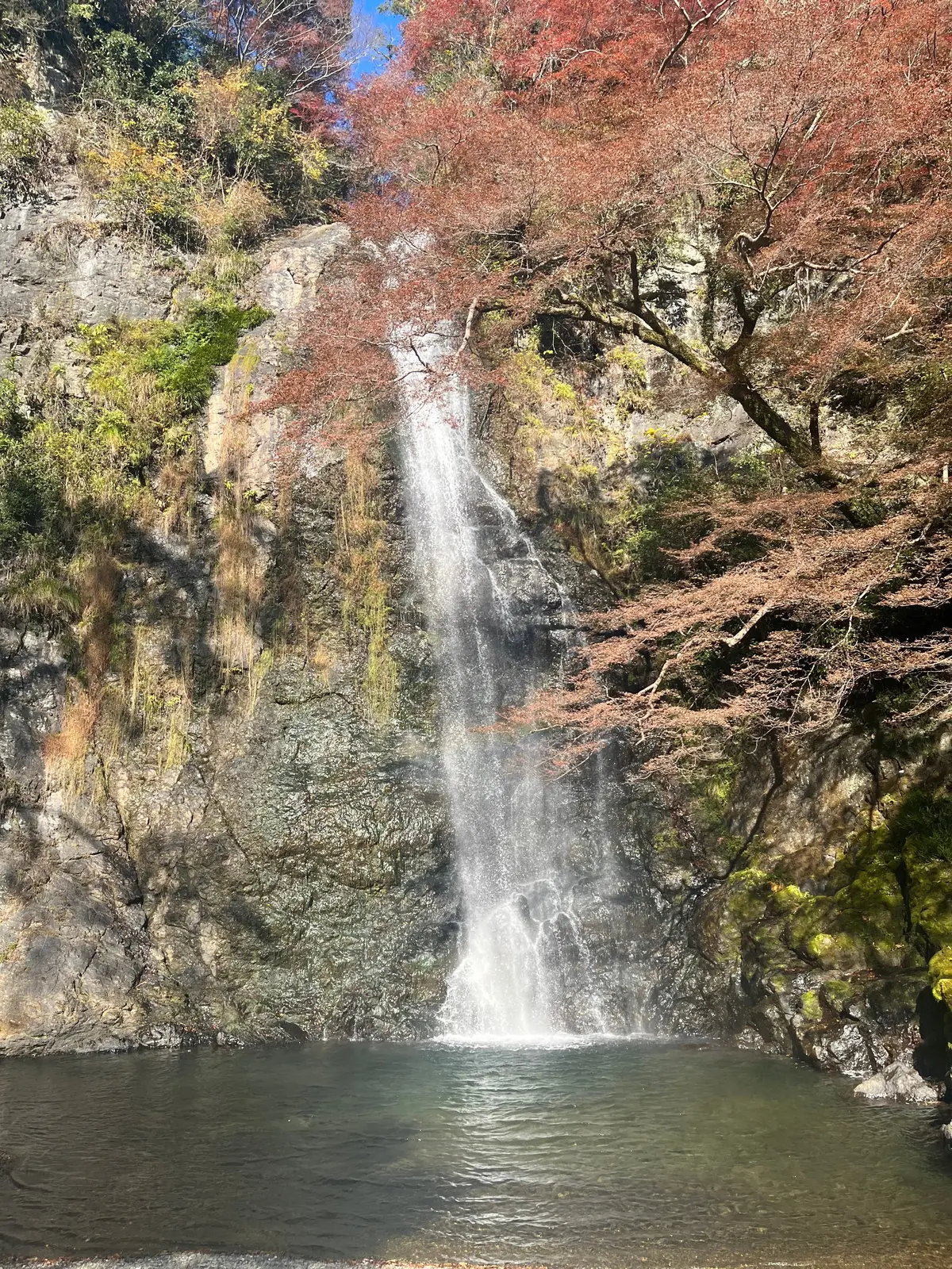 【大阪】今が見ごろ!ハイキングで楽しむ紅の画像_4