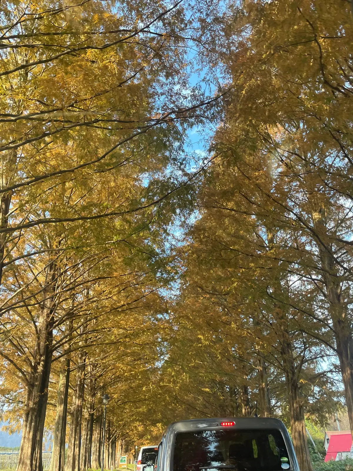 【滋賀県】メタセコイヤ並木の画像_1