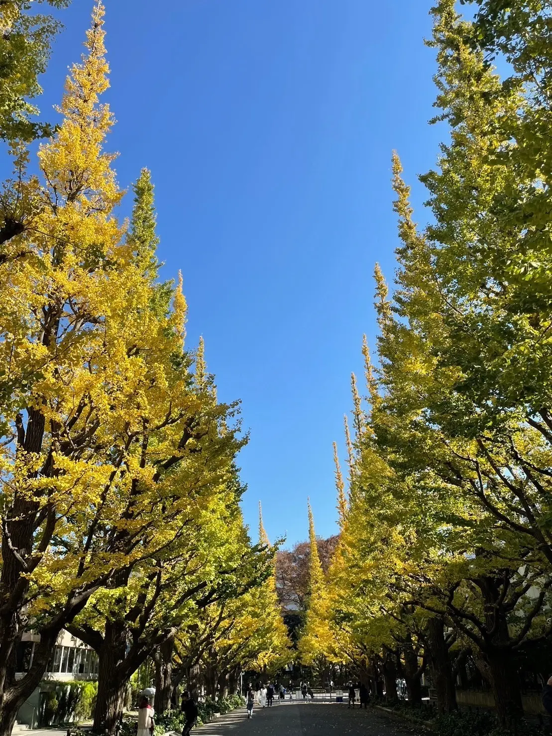 【外苑前】今が見頃！神宮外苑前に紅葉を観の画像_6