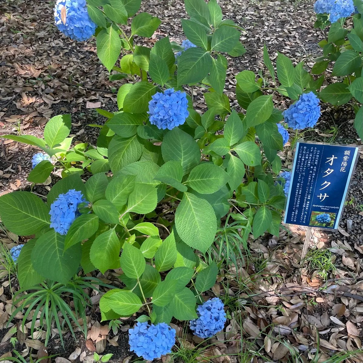 【東京】休日デートにもひとり旅にも！都会の画像_3