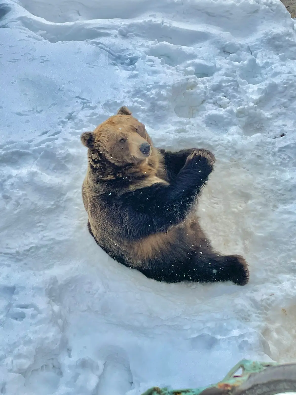 クマとの距離があまりにも近すぎる 北海道 登別「のぼりべつクマ牧場」