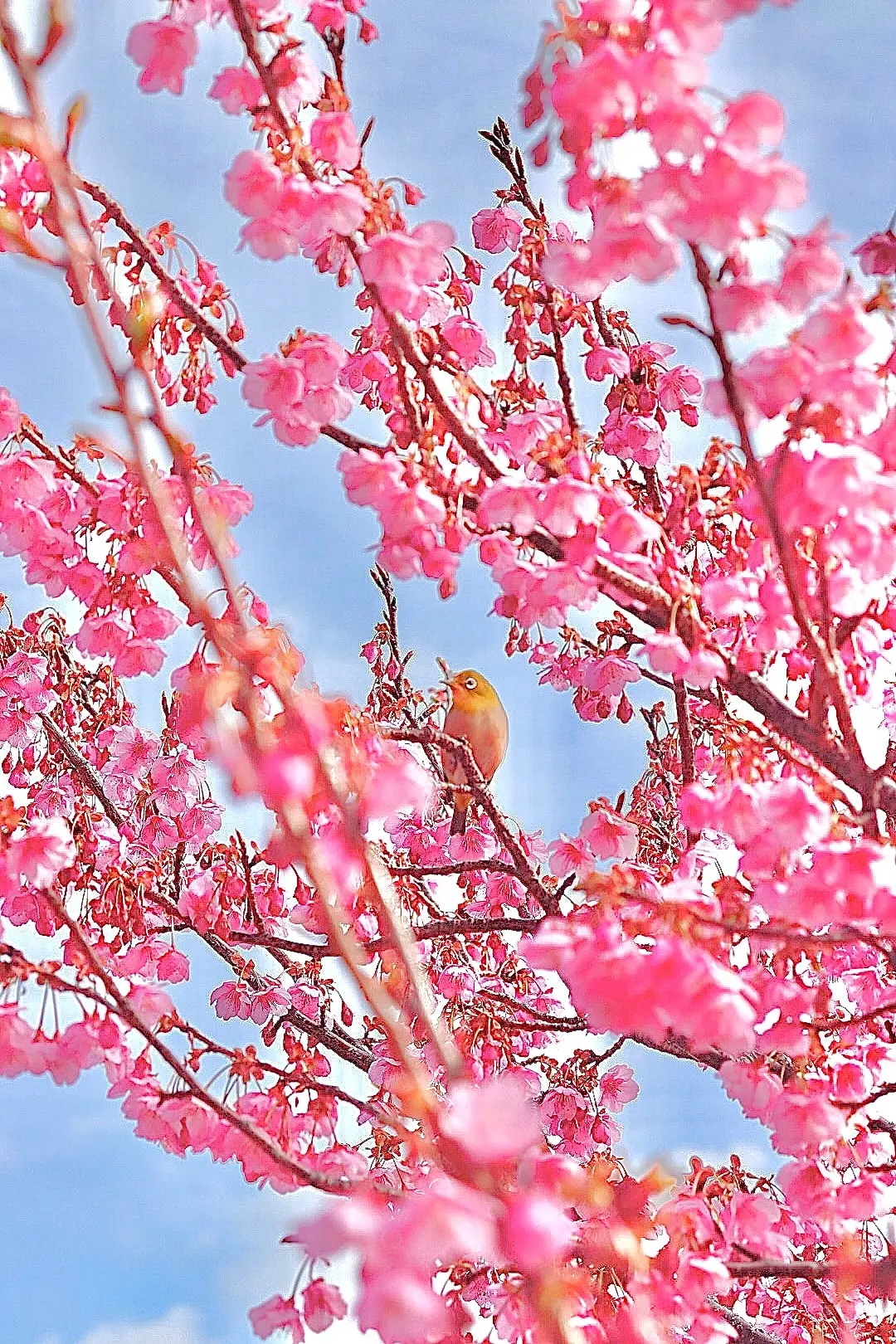 【静岡観光】日本で最も早咲きの土肥桜を見の画像_1