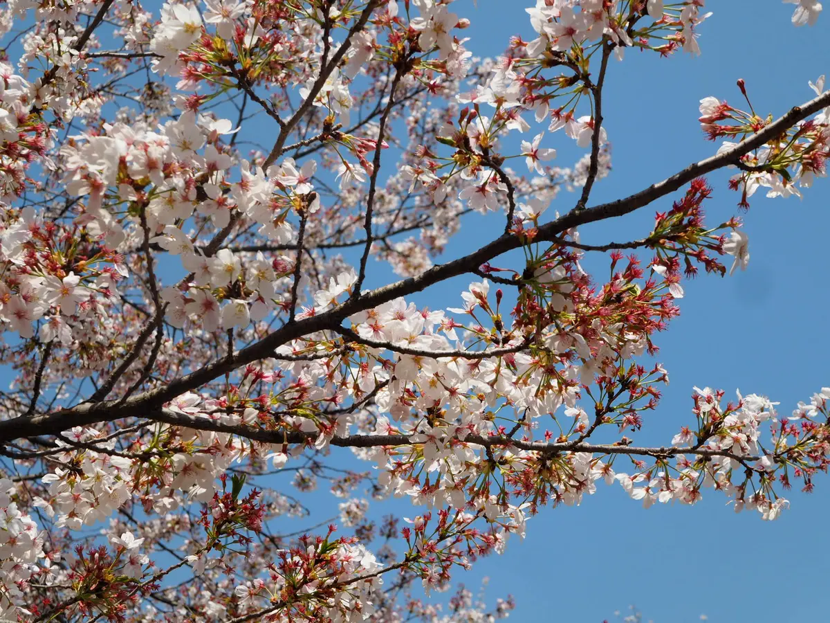 「桜×菜の花」が一度に楽しめる春の絶景スの画像_15