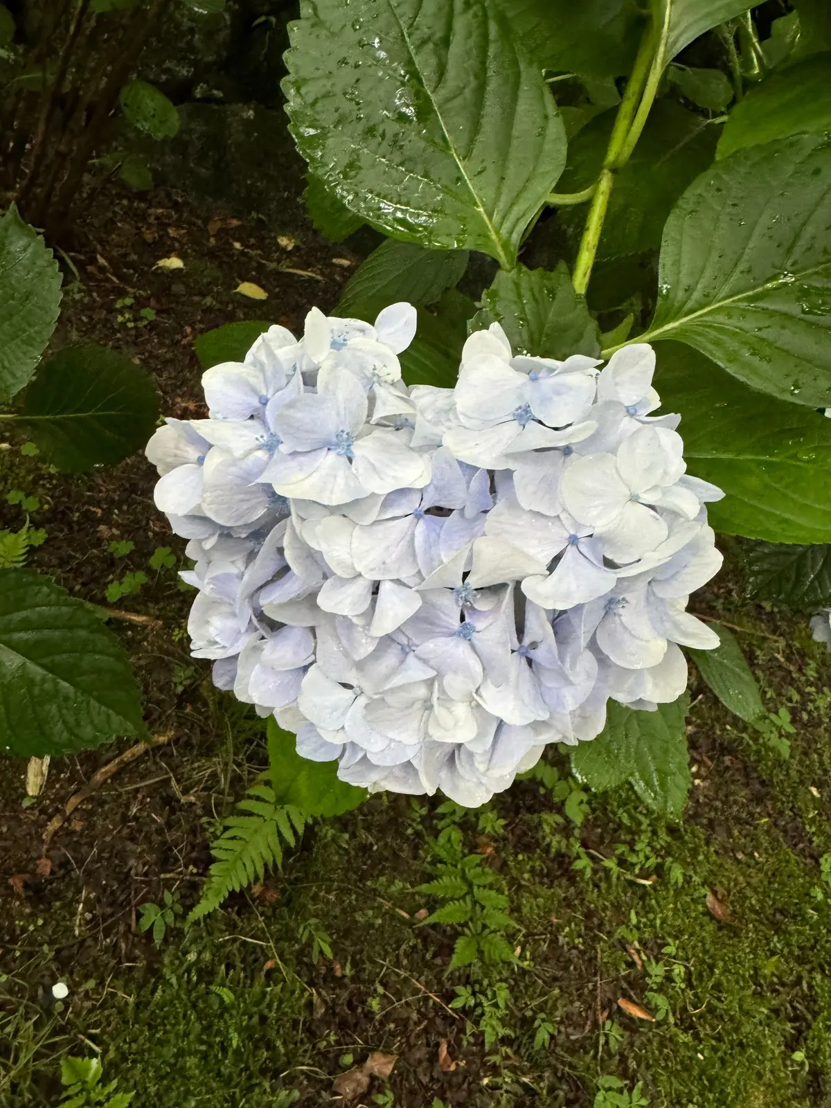 ハート型の紫陽花　あじさいハート