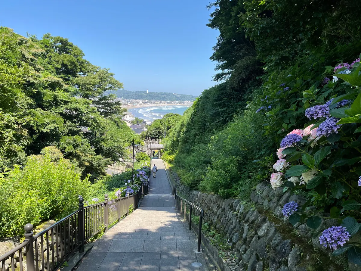 由比ヶ浜と紫陽花が一緒に楽しめる♡