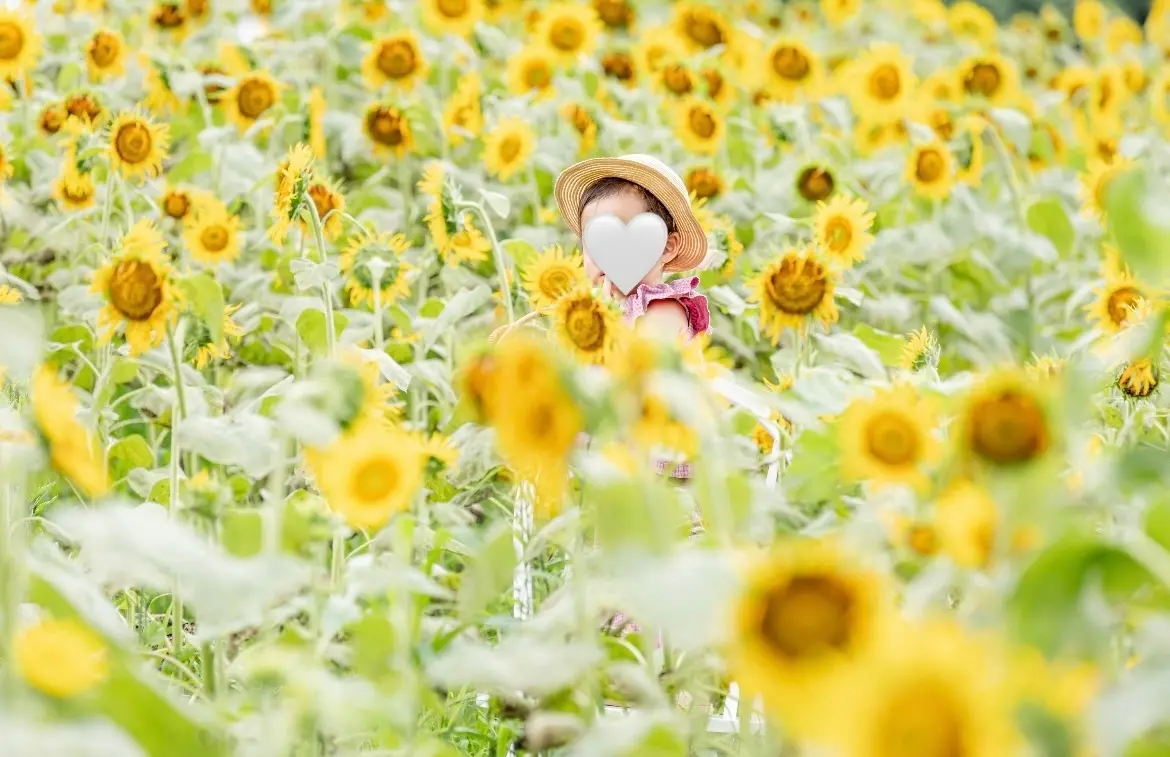 【熊本ひまわり】熊本県で最速で見れるひまの画像_2