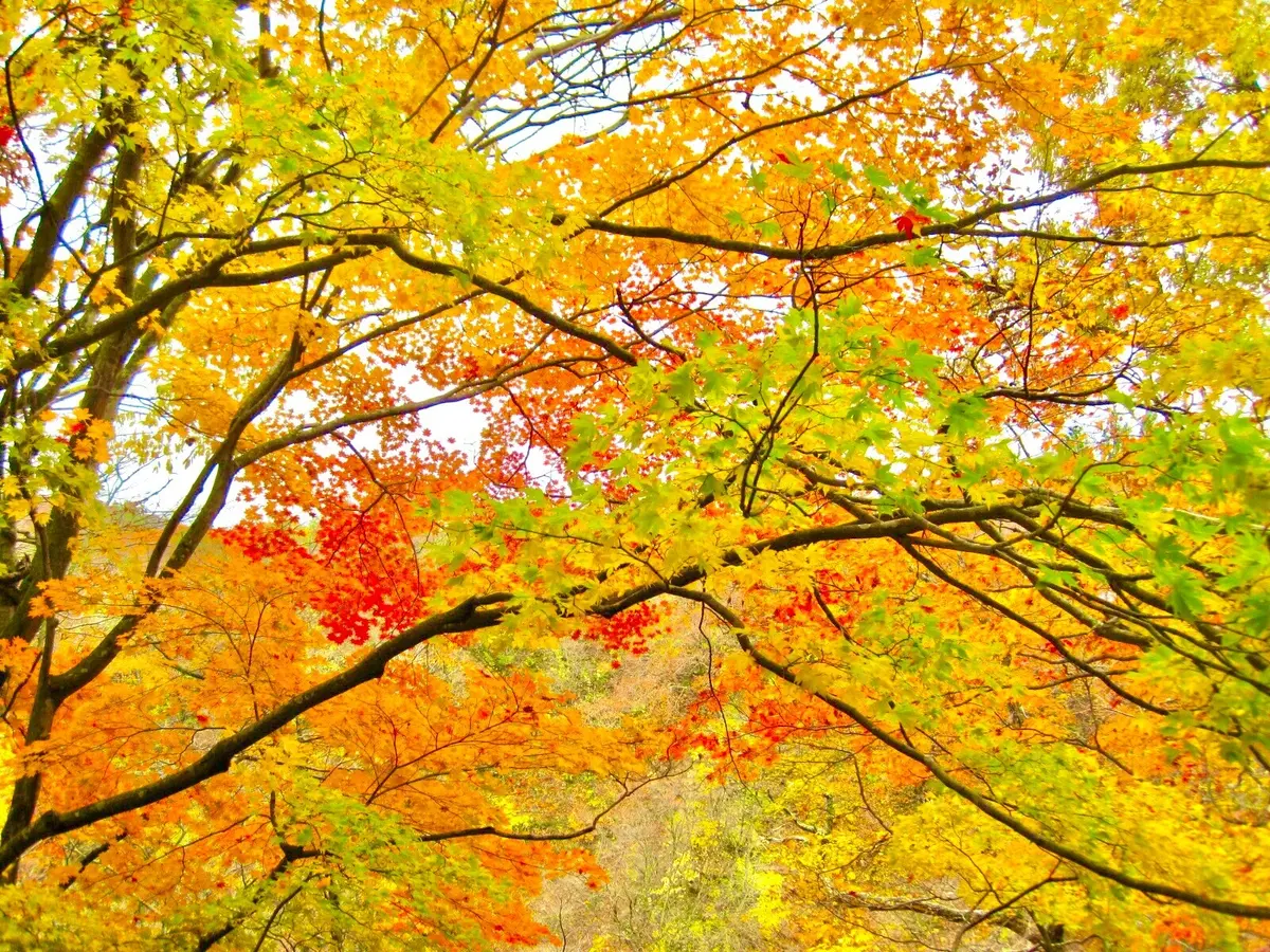 紅葉　鳴子峡