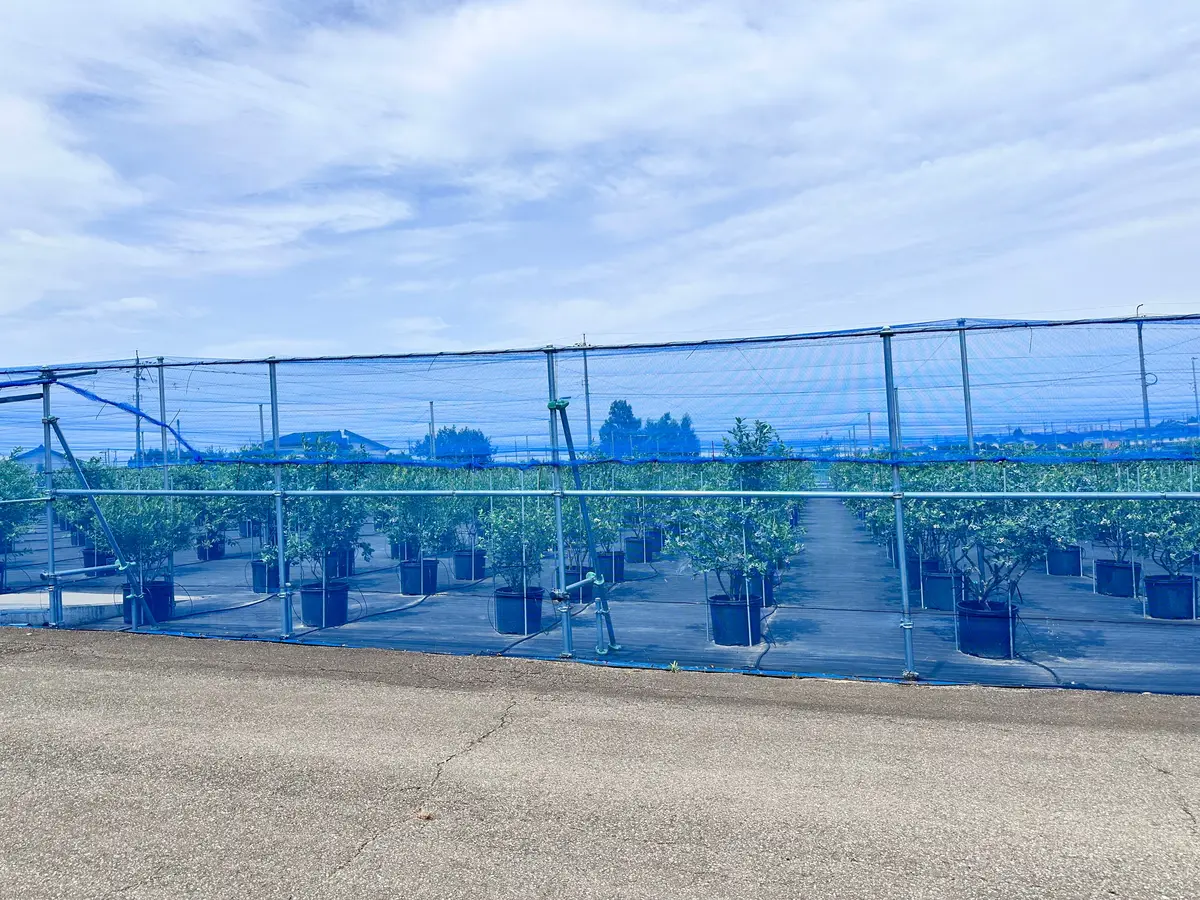 きらぼしファームさんのブルーベリー狩りは左右上下にネットがはってあり、私が行ったことのあるフルーツ狩りの中でもいちばん、虫がいませんでした！虫が苦手な方も安心して楽しめます😊