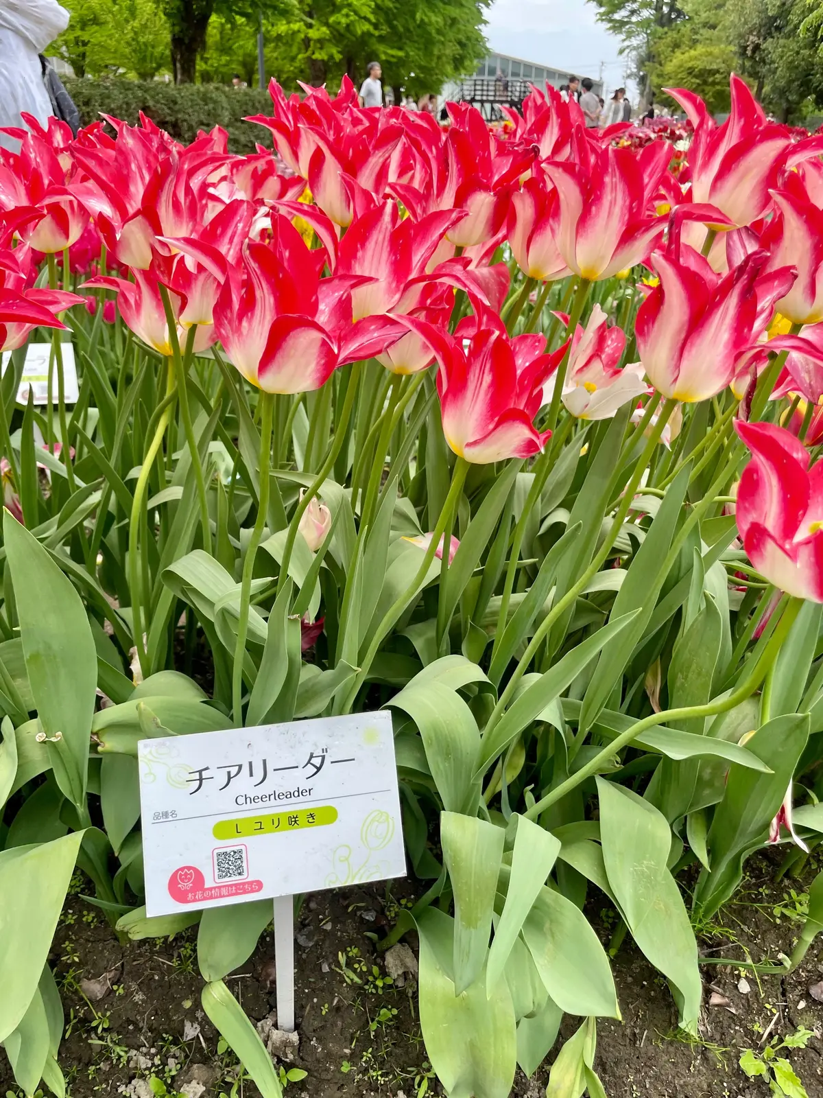 【富山】期間限定！チューリップが咲き誇るの画像_6