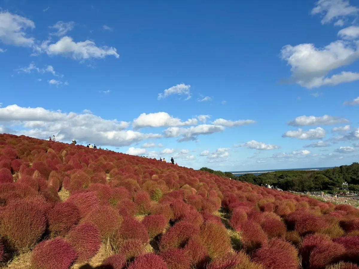 秋の茨城おすすめスポット！国営ひたち海浜の画像_1