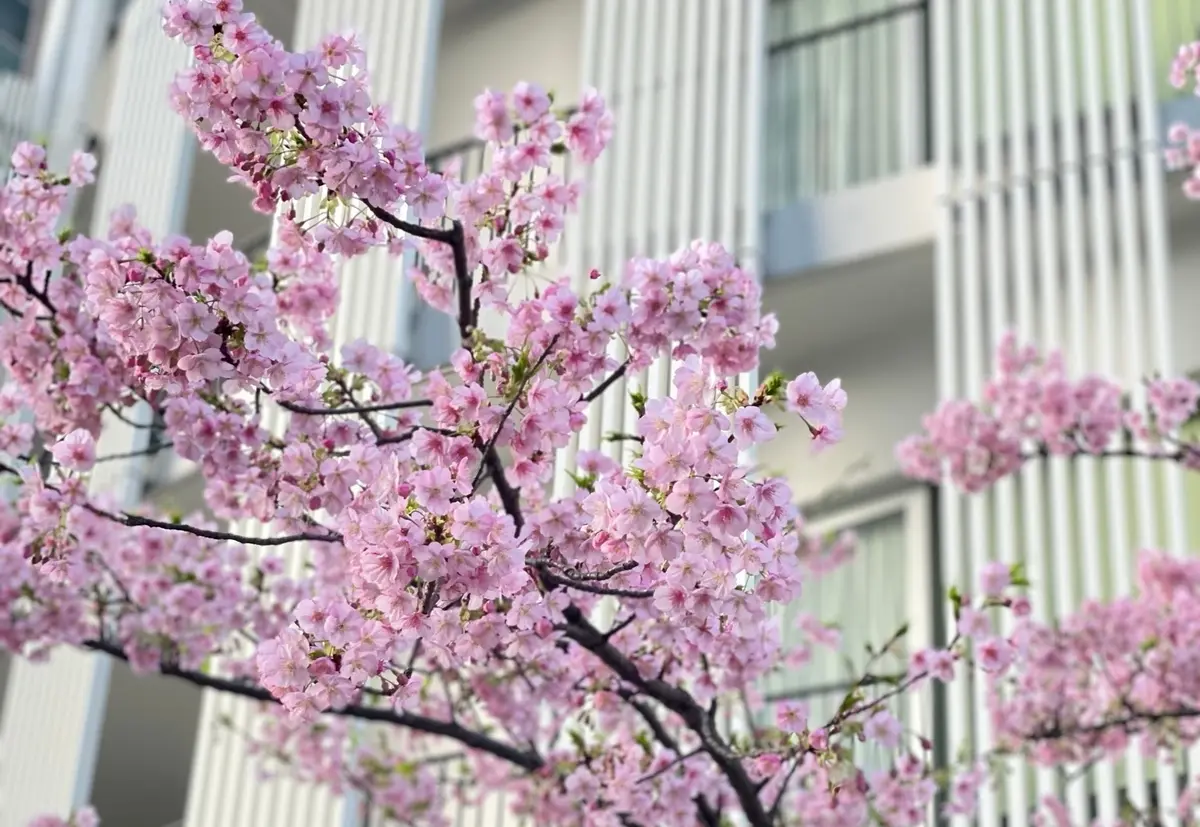 河津桜　みなとみらい　横浜