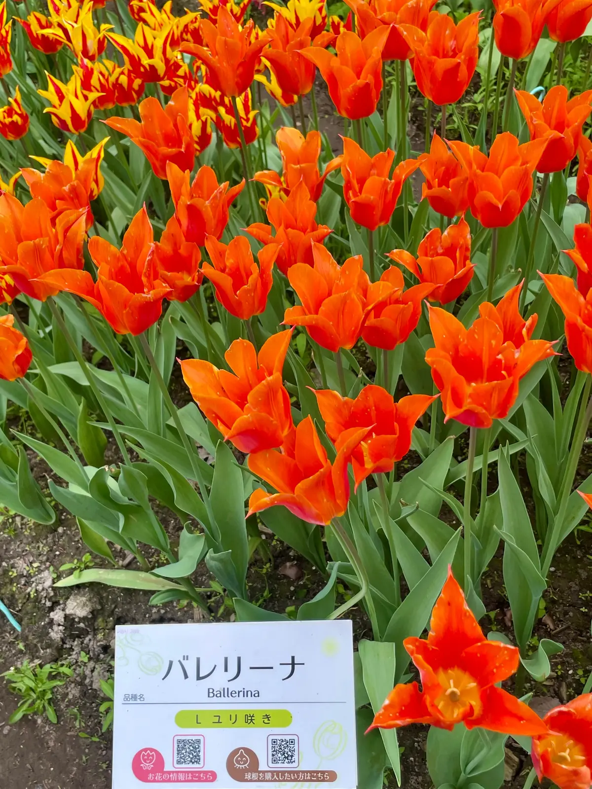【富山】期間限定！チューリップが咲き誇るの画像_7