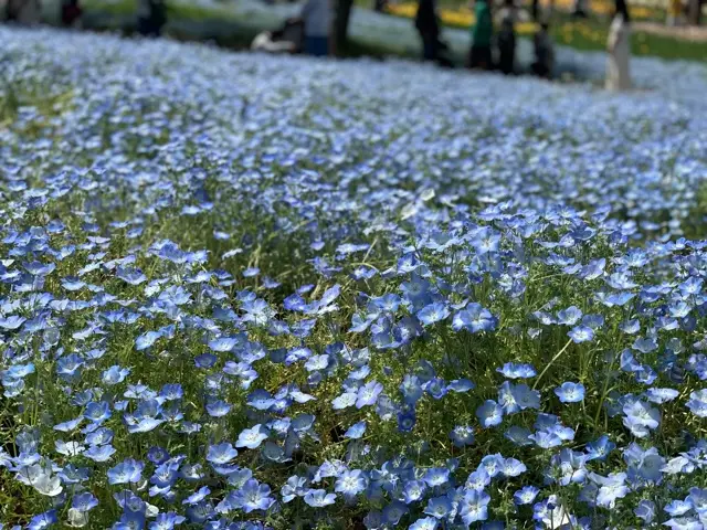 ネモフィラ　万博記念公園