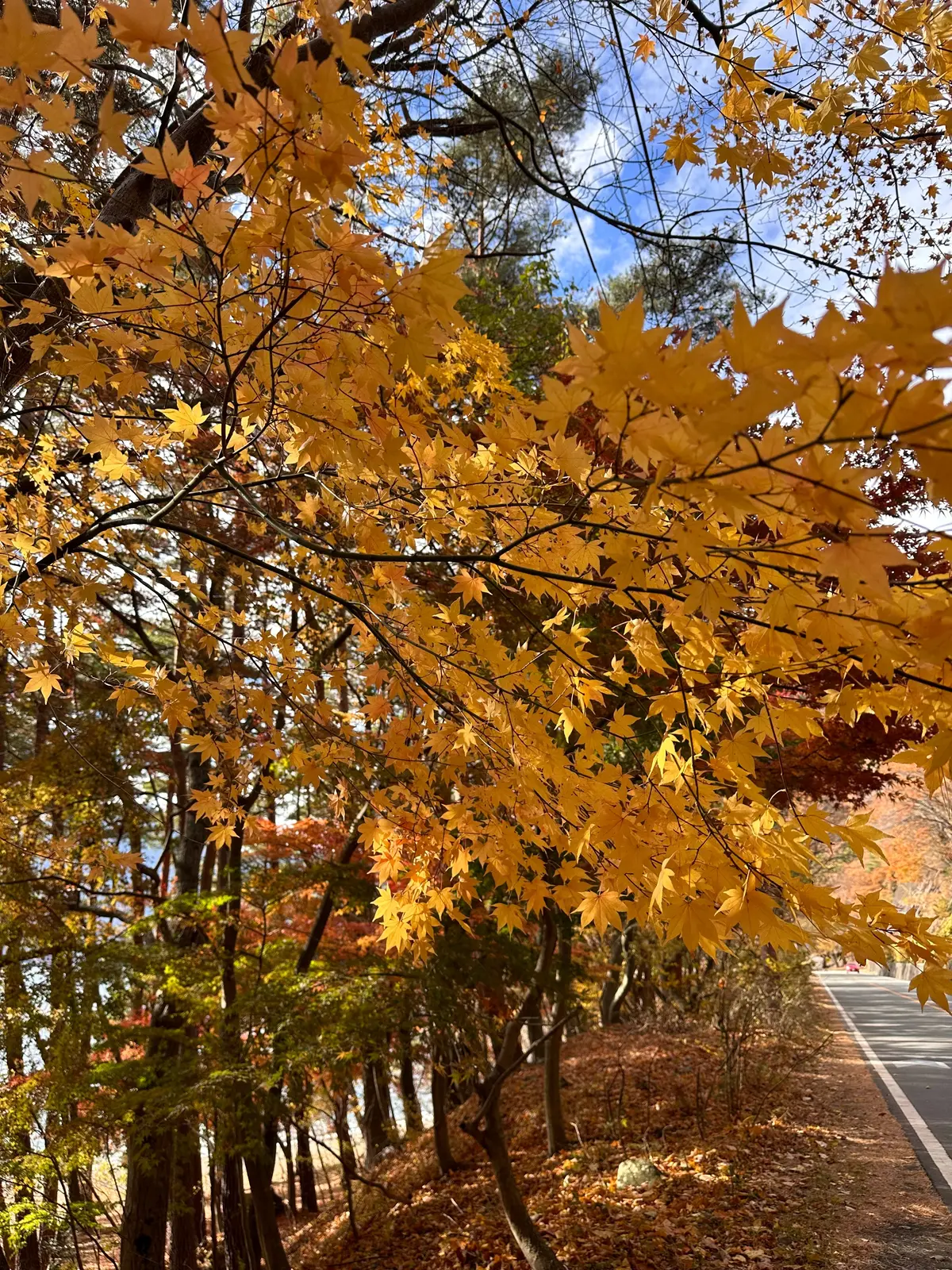 秋のおすすめ絶景ドライブ！【山梨、静岡編の画像_1