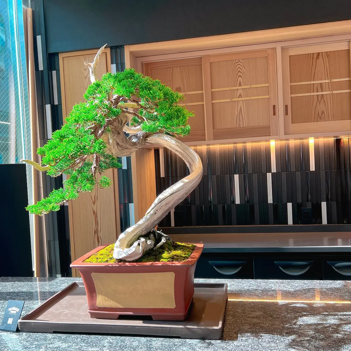 店内に飾られている盆栽