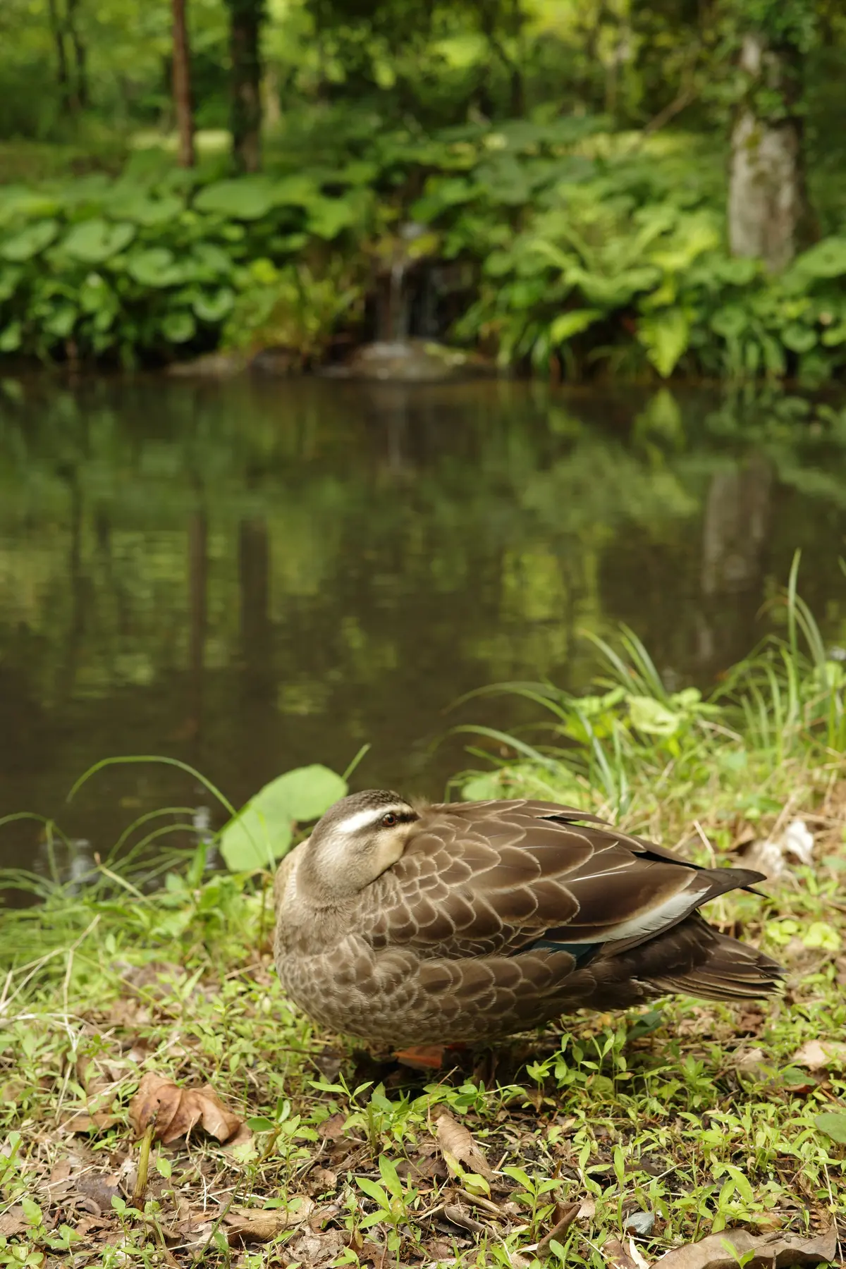 【静岡・御殿場】自然の中で癒されながら頂の画像_7