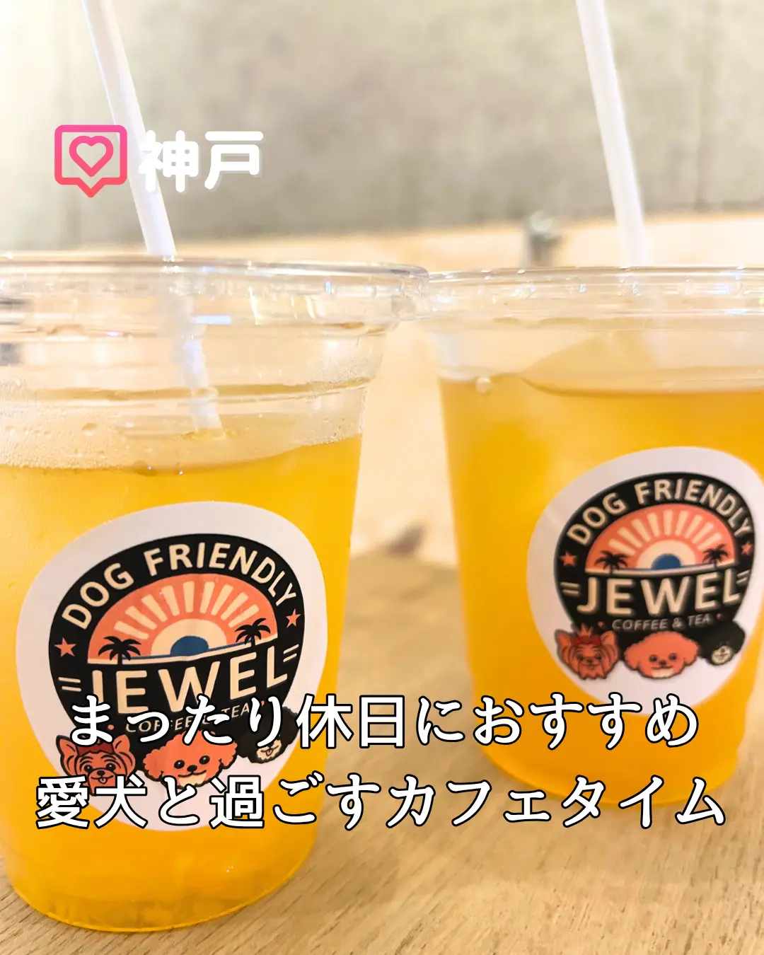 【愛犬と一緒に🐶】神戸を満喫☕️休日にオの画像_1