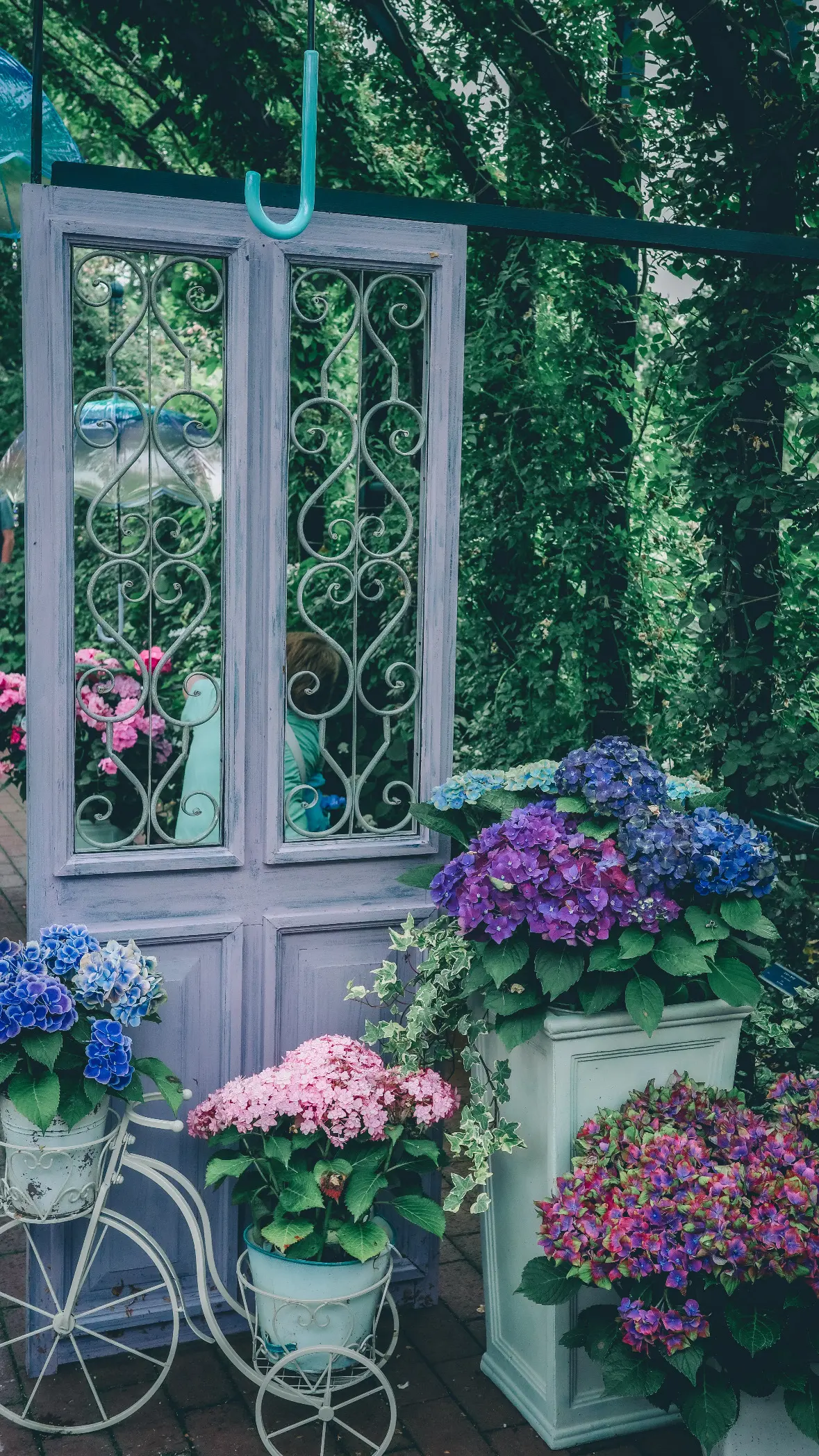 【神奈川・横浜】紫陽花💠これからが見頃！の画像_4