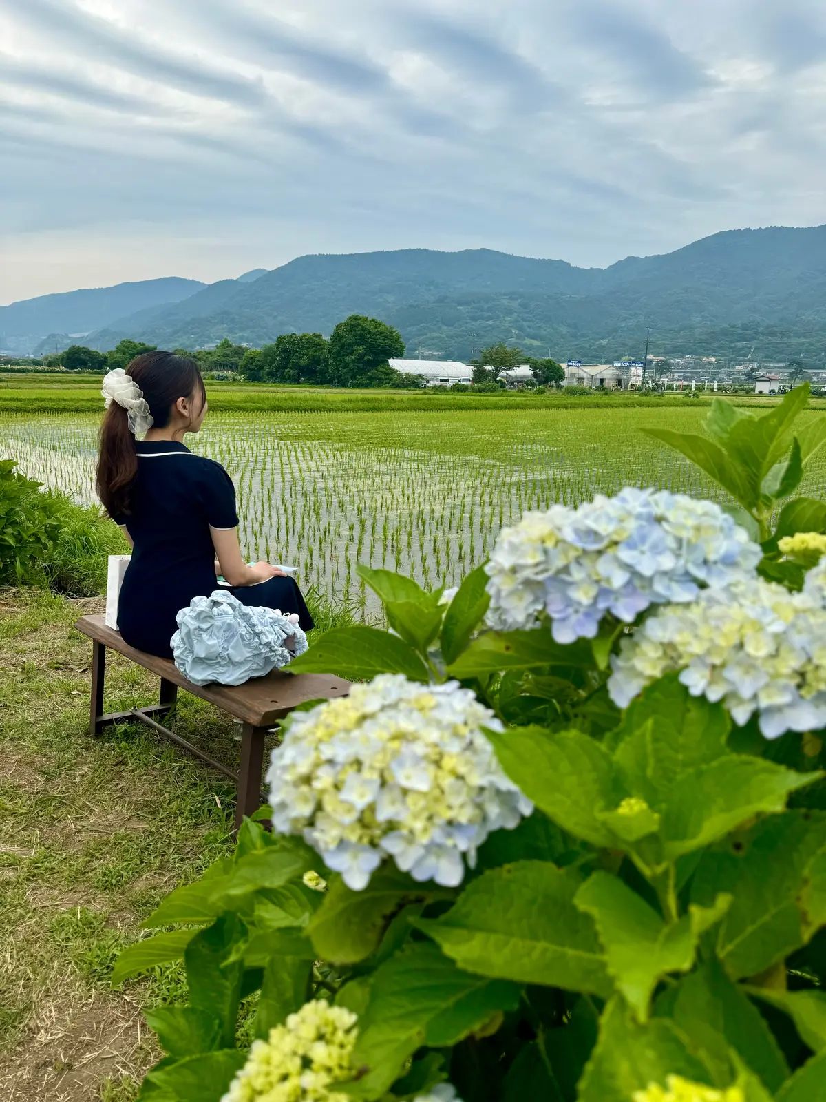 あじさいと広大な水田地帯