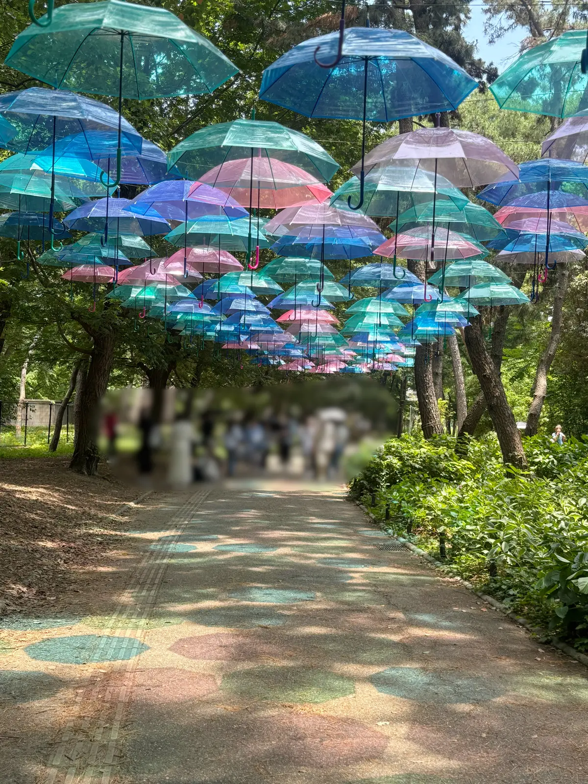 【映えスポットあり！】1万株のあじさいがの画像_7