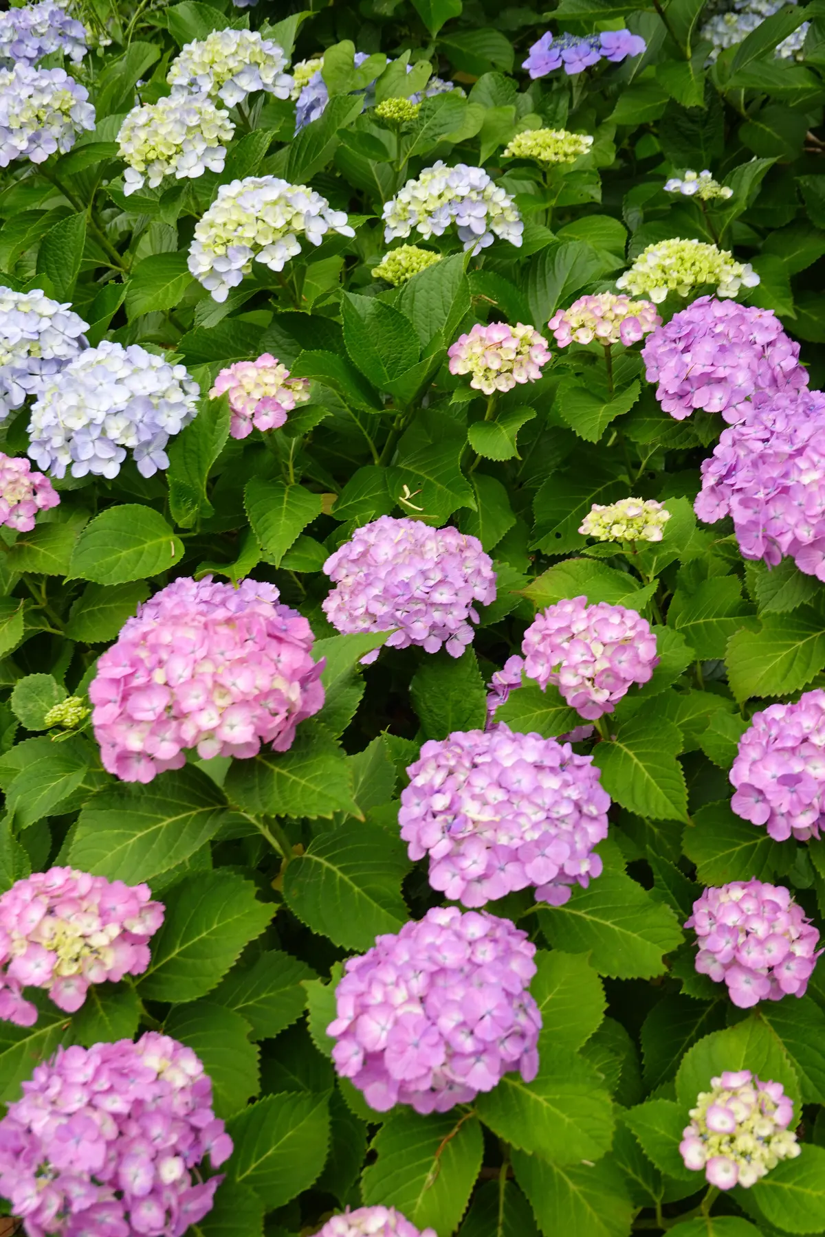 妙楽寺　紫陽花